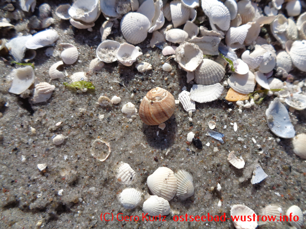 Gemeine Strandschnecke - zusammen mit anderen Muscheln