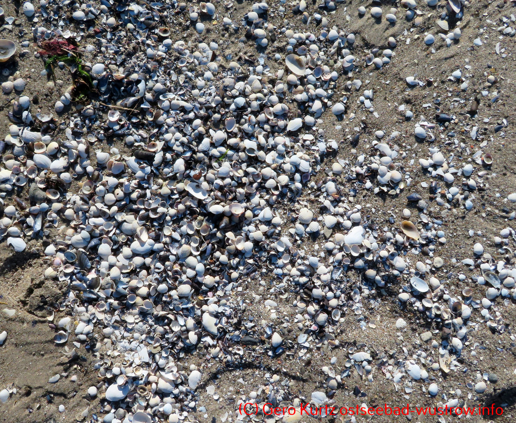 Herzmuscheln an der Ostsee - große Mengen von Herzmuscheln nach einem Sturm