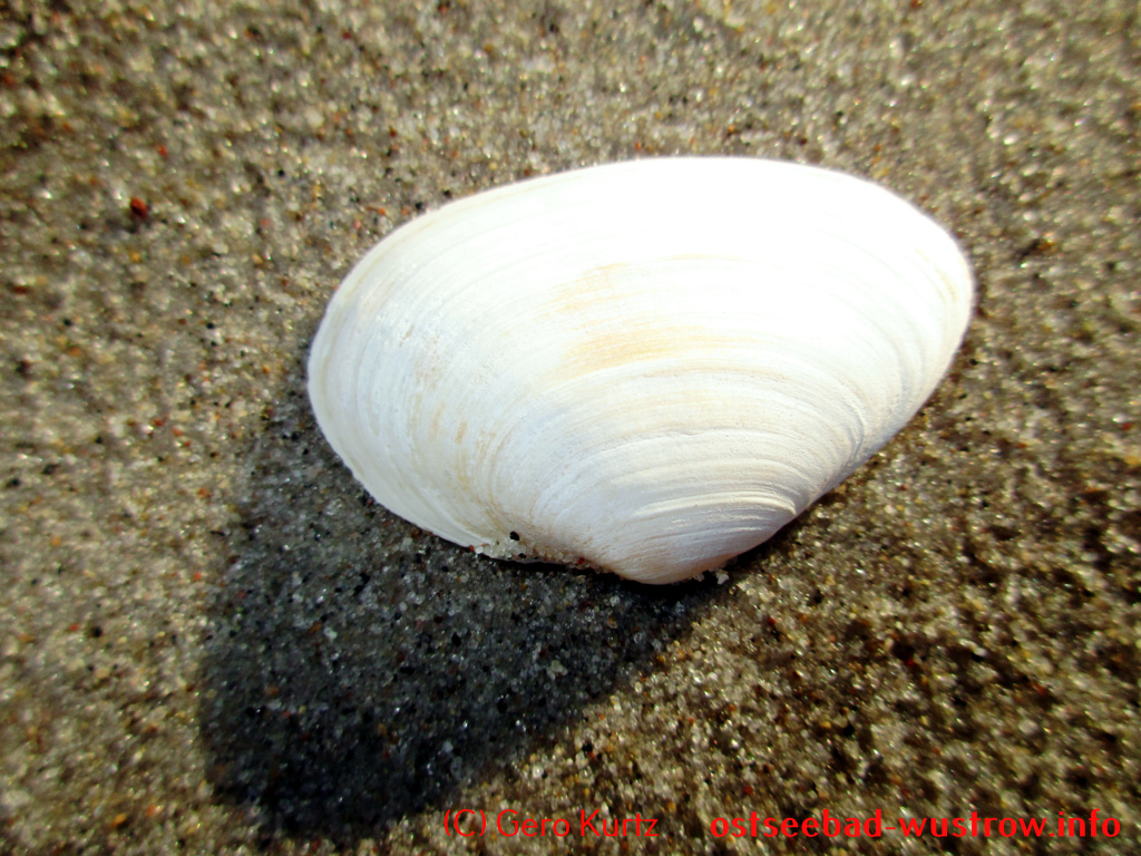 Ostsee Sandklaffmuschel - Muschel von oben
