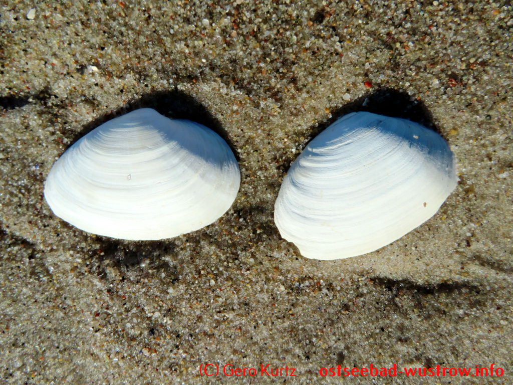 Ostsee Sandklaffmuschel - zwei Sandklaffmuscheln von oben