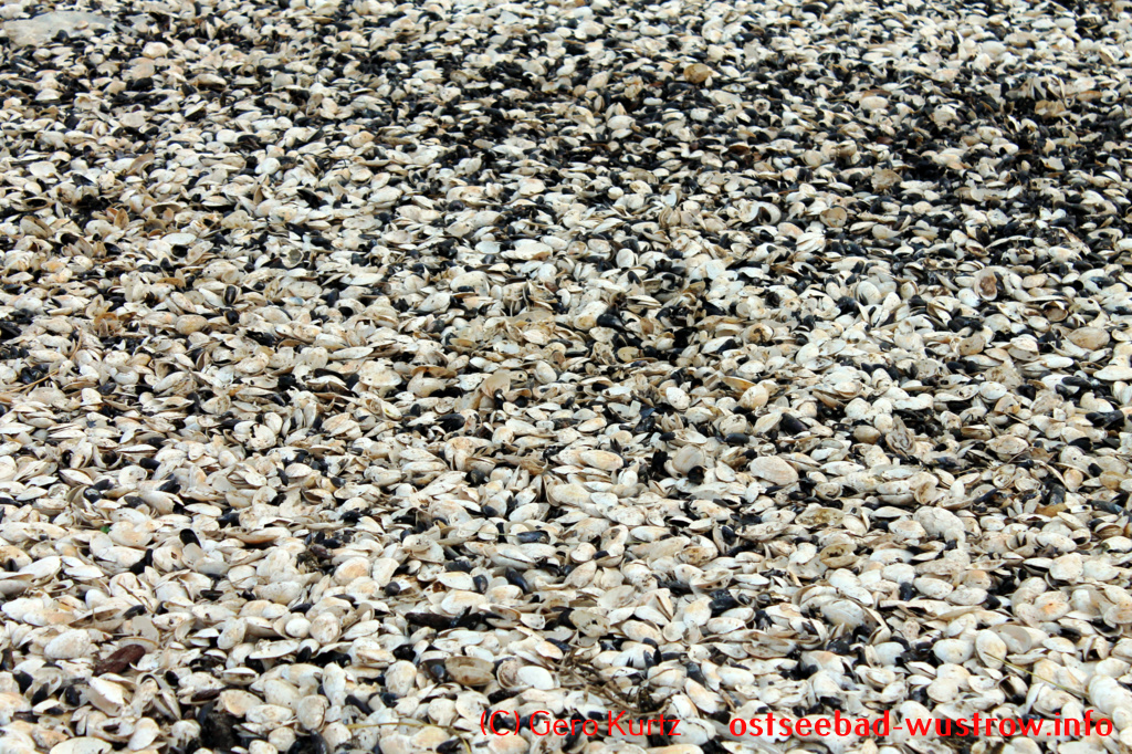 Ostsee Sandklaffmuschel - tausende Muscheln zusammen
