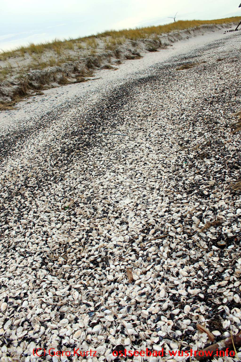 Ostsee Sandklaffmuschel - große Mengen Muscheln nach einem Sturm am Ufer