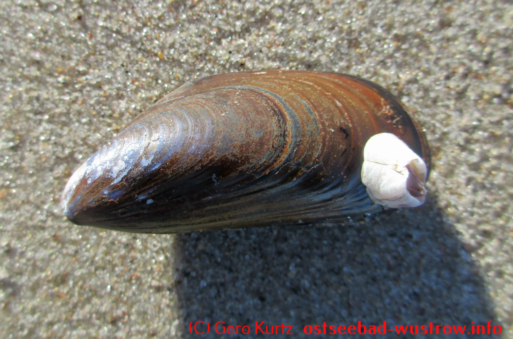 Seepocke auf einer Muschel