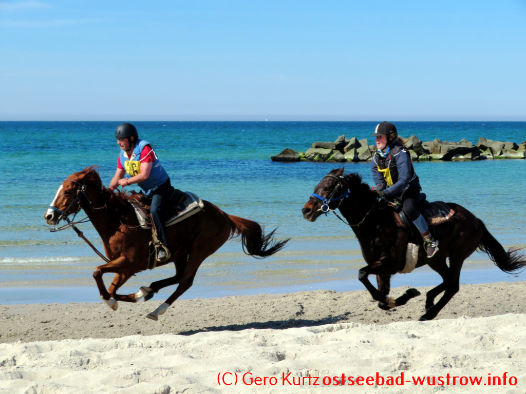 Seebrücke Ostseebad Wustrow - zwei Pferde beim Strandgalopprennen