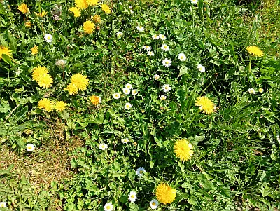 Pflanzen im Frühling auf dem Fischland